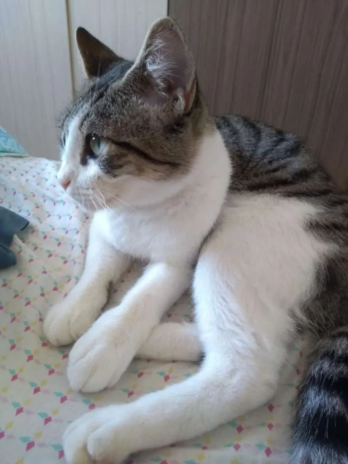 Gato raça Srd idade 1 ano nome Padoca