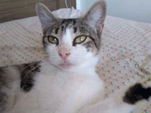 Gato raça Srd idade 1 ano nome Padoca