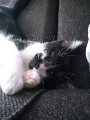 Gato raça  idade 2 a 6 meses nome Lili 