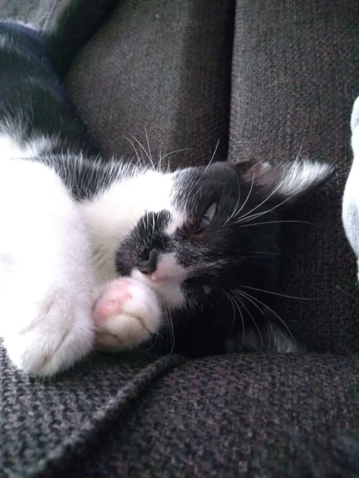 Gato ra a  idade 2 a 6 meses nome Lili 