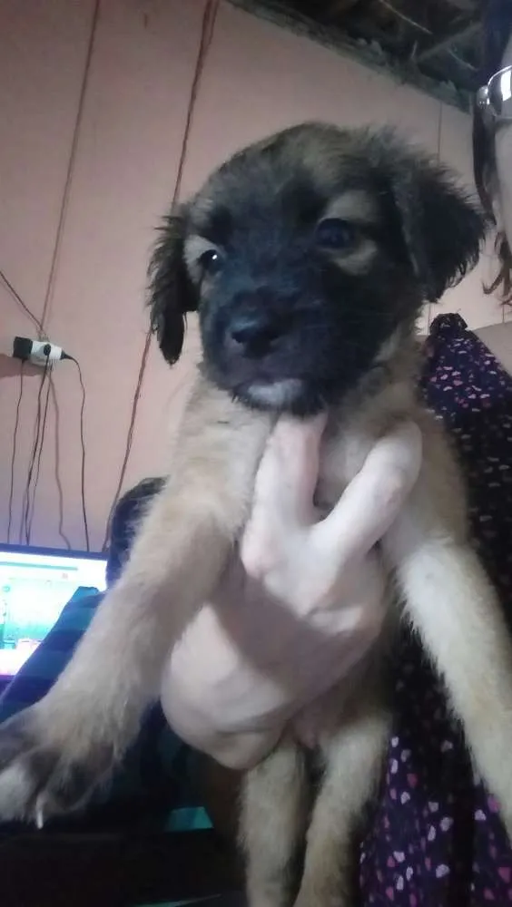 Cachorro raça Srd idade Abaixo de 2 meses nome Sem nome
