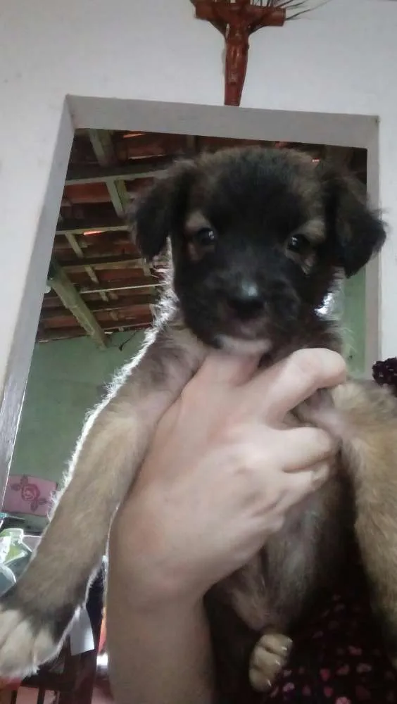 Cachorro raça Srd idade Abaixo de 2 meses nome Sem nome