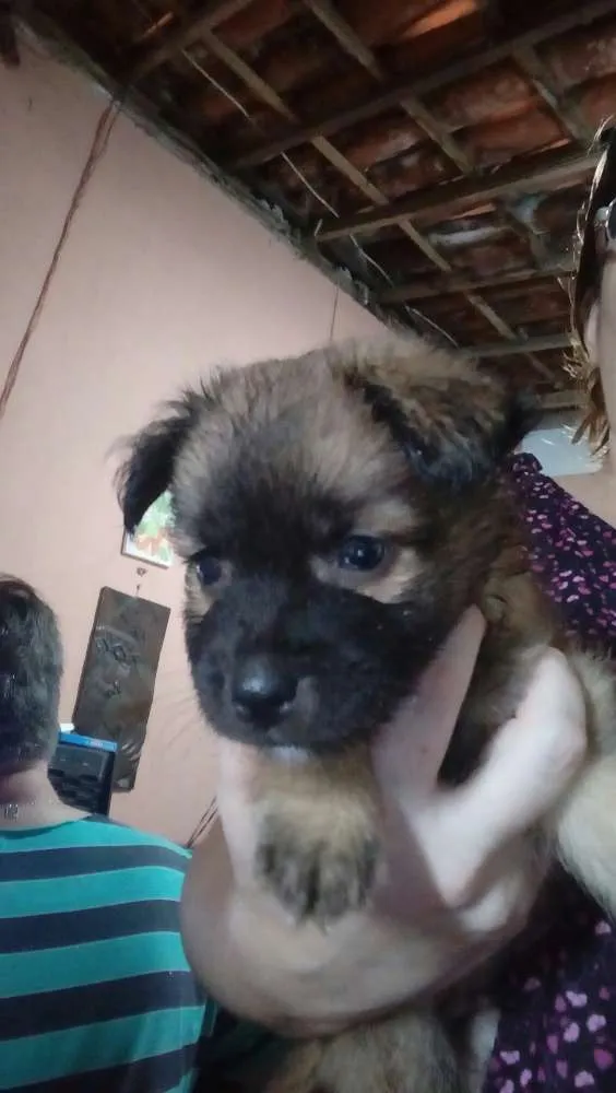 Cachorro raça Srd idade Abaixo de 2 meses nome Sem nome