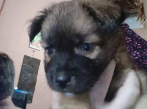 Cachorro raça Srd idade Abaixo de 2 meses nome Sem nome