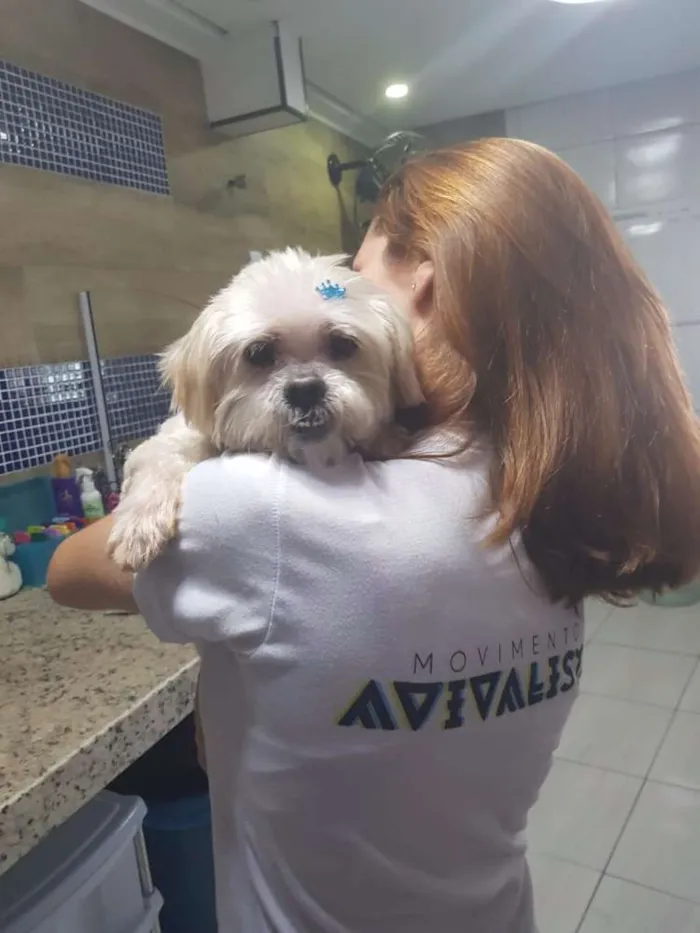 Cachorro ra a Lhasa apso idade 6 ou mais anos nome Duque