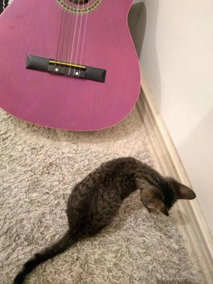 Gato ra a SRD idade 2 a 6 meses nome Gatinha
