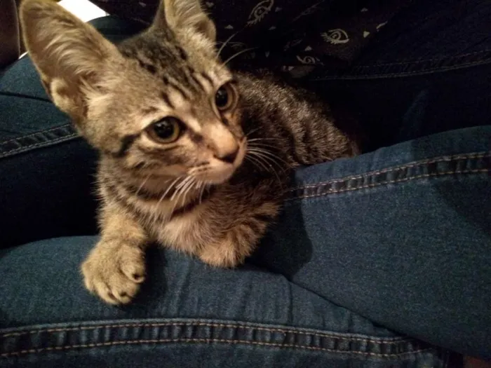 Gato ra a SRD idade 2 a 6 meses nome Gatinha