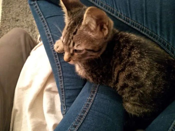 Gato ra a SRD idade 2 a 6 meses nome Gatinha