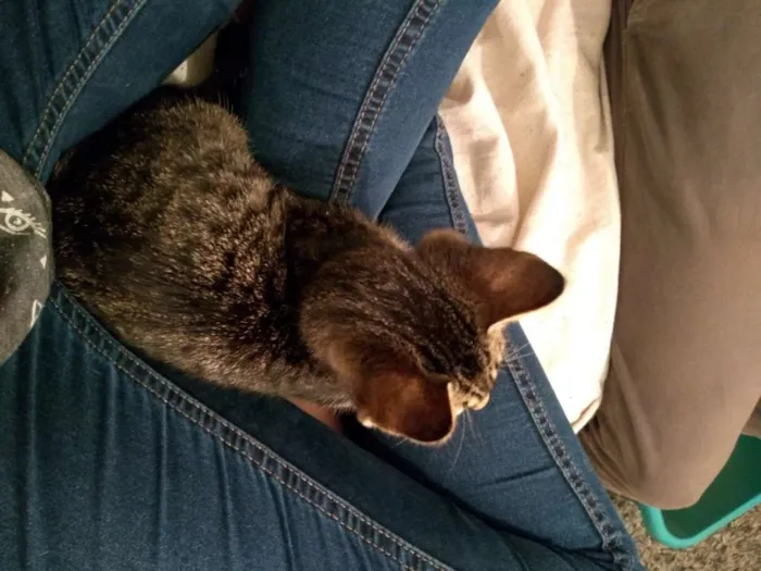 Gato ra a SRD idade 2 a 6 meses nome Gatinha