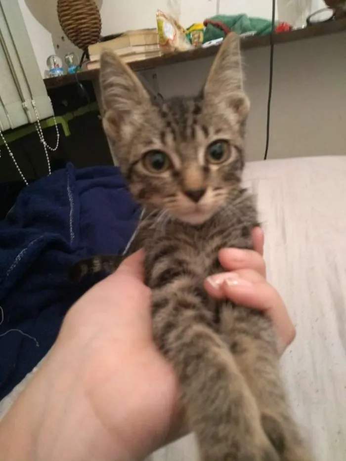 Gato ra a SRD idade 2 a 6 meses nome Gatinha