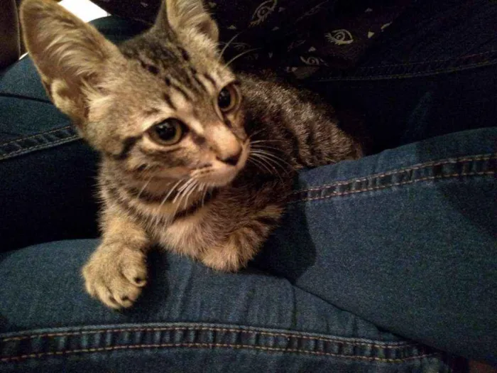 Gato ra a SRD idade 2 a 6 meses nome Gatinha