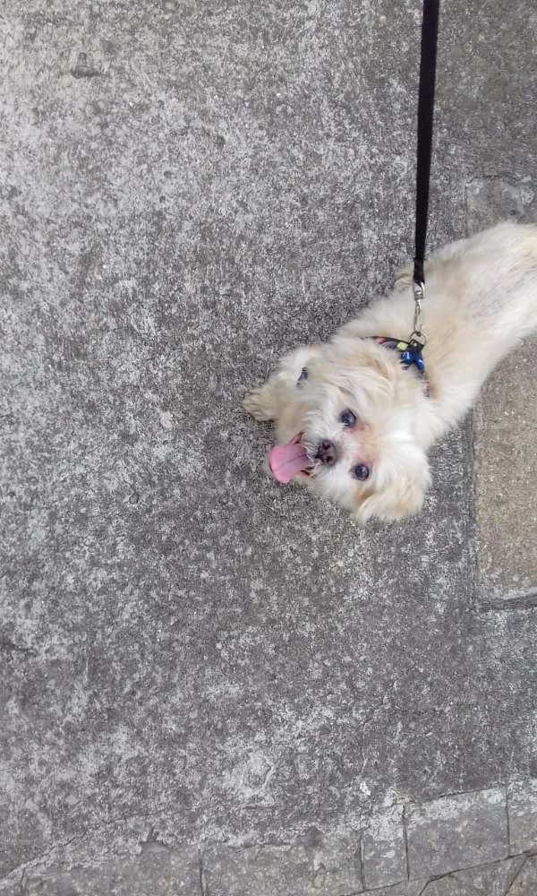 Cachorro ra a Lhasa apso idade 6 ou mais anos nome Duque