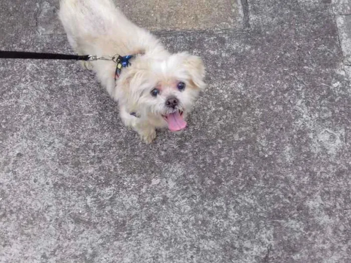 Cachorro ra a Lhasa apso idade 6 ou mais anos nome Duque