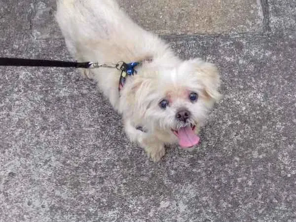Cachorro ra a Lhasa apso idade 6 ou mais anos nome Duque