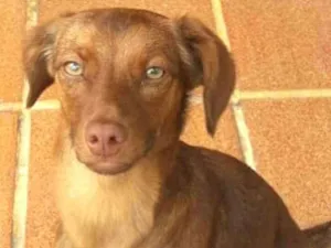 Cachorro raça  idade 7 a 11 meses nome Mel