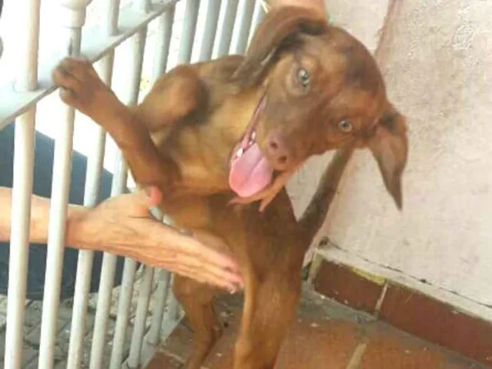 Cachorro ra a  idade 7 a 11 meses nome Mel