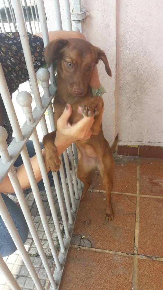 Cachorro ra a  idade 7 a 11 meses nome Mel