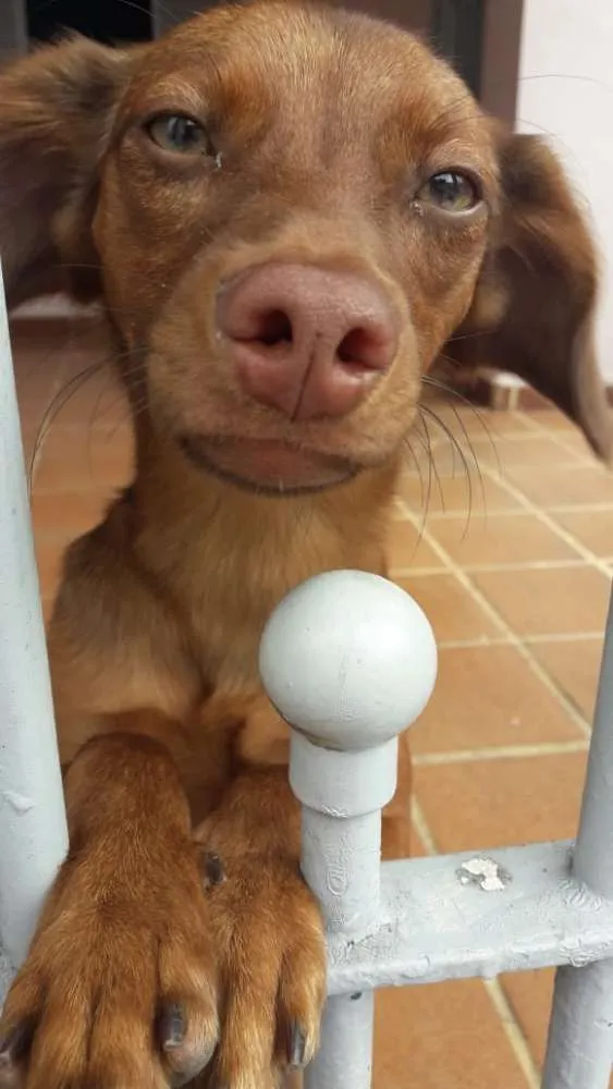 Cachorro ra a  idade 7 a 11 meses nome Mel