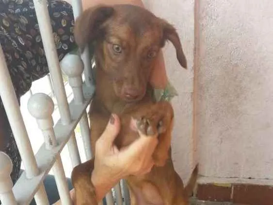 Cachorro ra a  idade 7 a 11 meses nome Mel