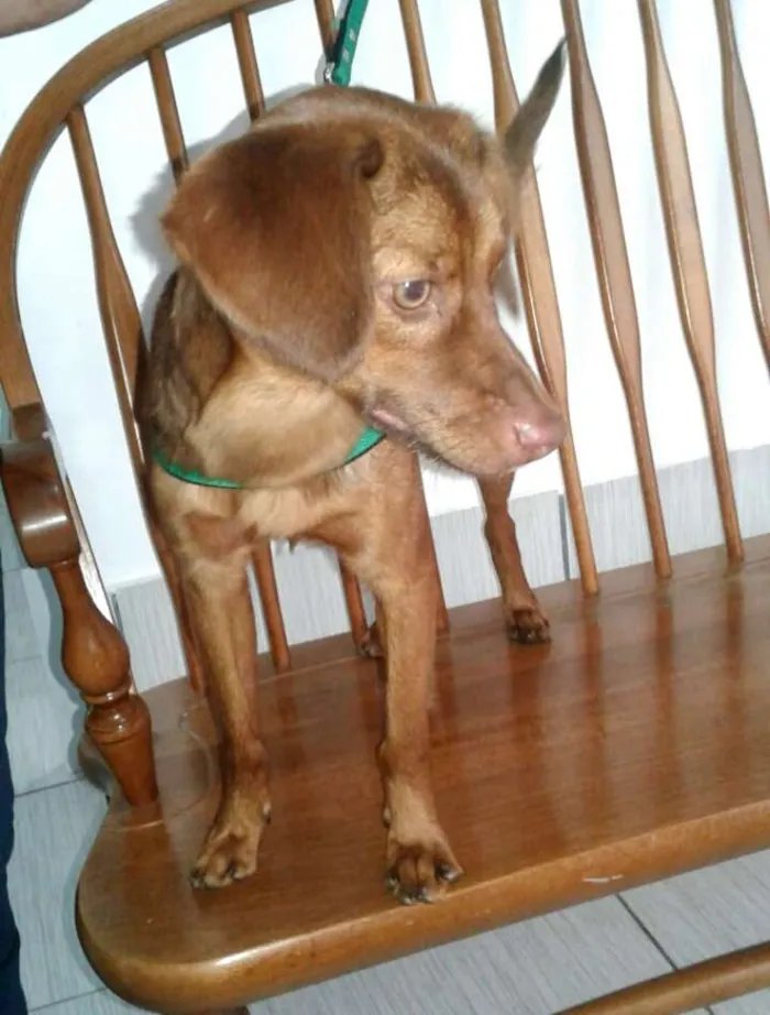 Cachorro ra a  idade 7 a 11 meses nome Mel