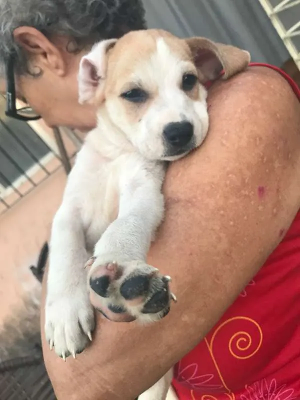 Cachorro ra a  idade Abaixo de 2 meses nome Toby