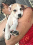 Toby