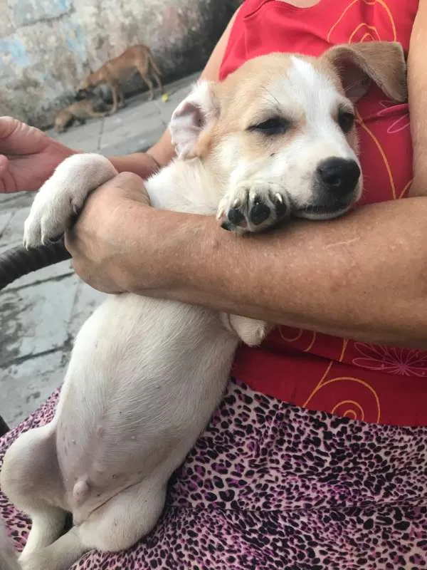 Cachorro ra a  idade Abaixo de 2 meses nome Toby