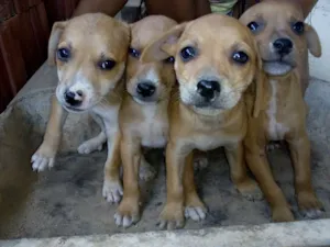 Cachorro raça Misturada Pincher 3 e Basset  idade 2 a 6 meses nome Sem nomes