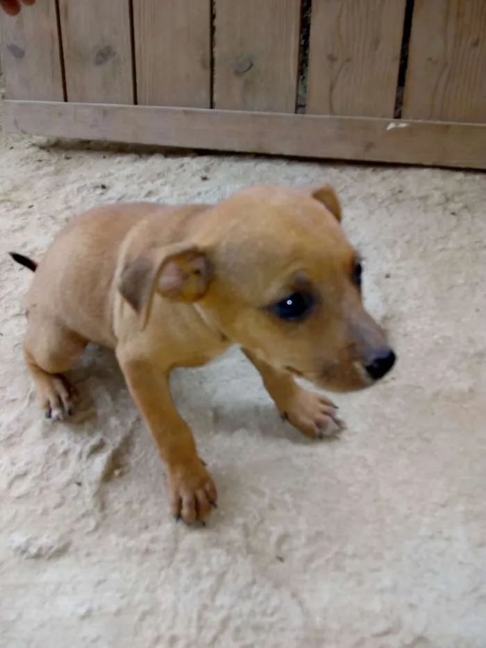 Cachorro raça Misturada Pincher 3 e Basset  idade 2 a 6 meses nome Sem nomes