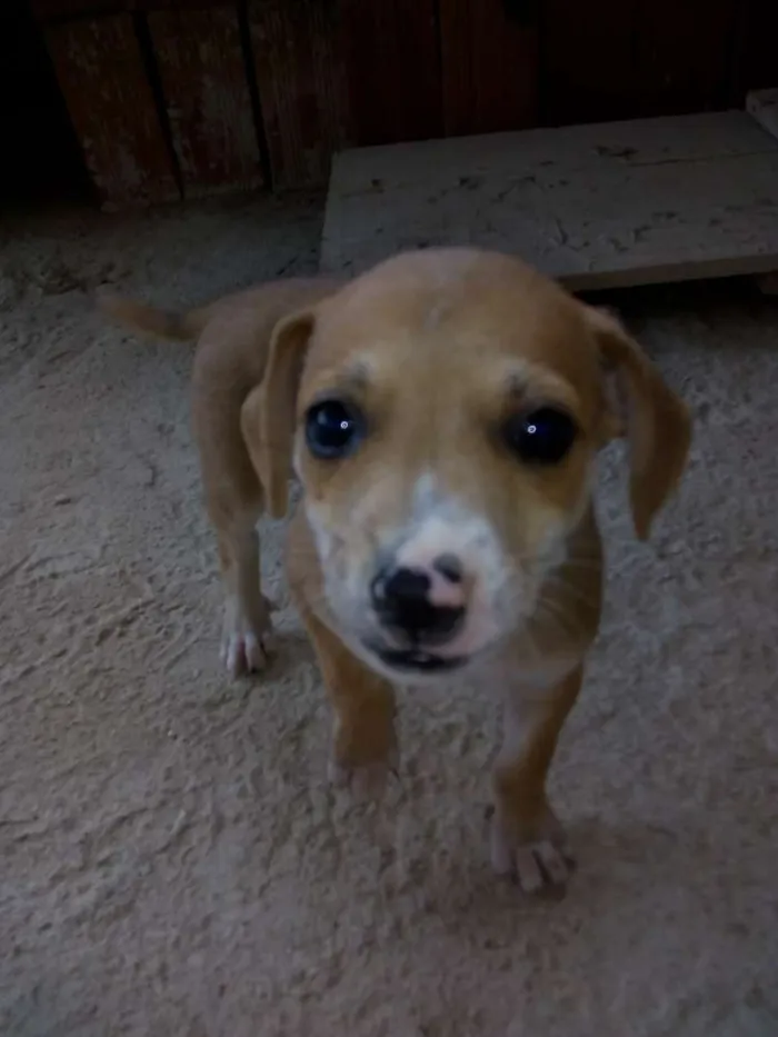 Cachorro raça Misturada Pincher 3 e Basset  idade 2 a 6 meses nome Sem nomes