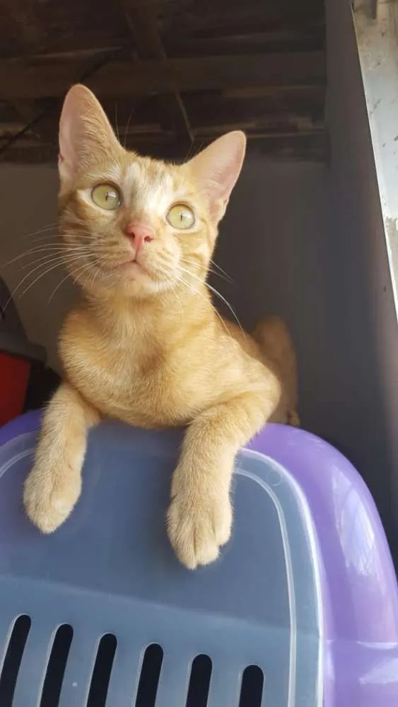Gato raça Srd idade 7 a 11 meses nome Kely