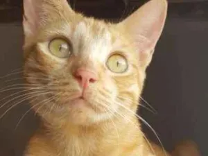 Gato raça Srd idade 7 a 11 meses nome Kely