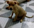 Simba