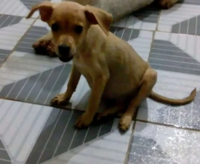 Cachorro raça SRD idade 2 a 6 meses nome Simba