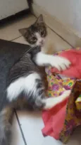 Belinha