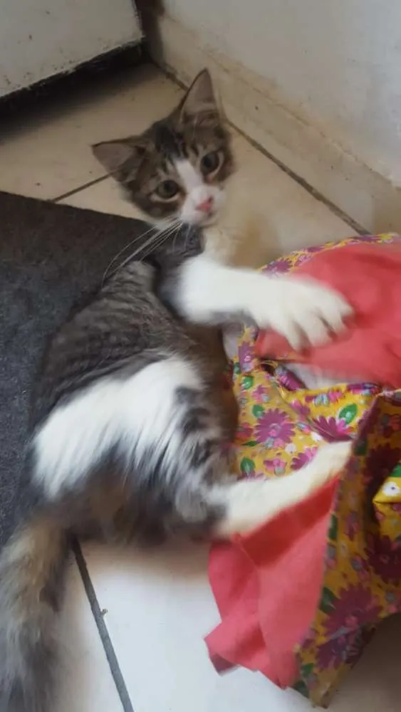 Gato raça Srd idade 2 a 6 meses nome Belinha
