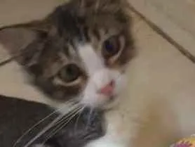 Gato raça Srd idade 2 a 6 meses nome Belinha