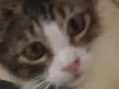 Gato raça Srd idade 2 a 6 meses nome Belinha