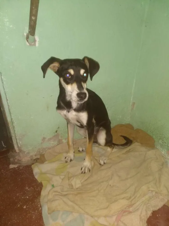 Cachorro raça Vira lata idade 7 a 11 meses nome Patricinha