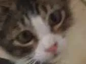 Gato raça Srd idade 2 a 6 meses nome Belinha