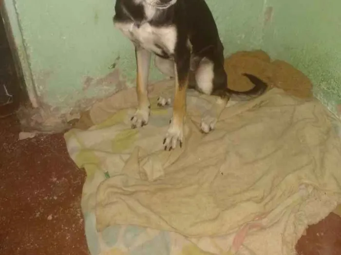 Cachorro raça Vira lata idade 7 a 11 meses nome Patricinha