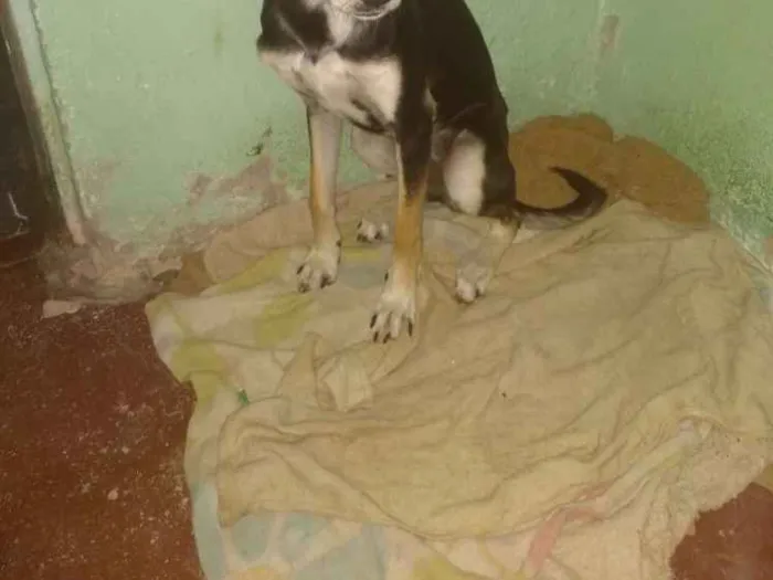 Cachorro raça Vira lata idade 7 a 11 meses nome Patricinha
