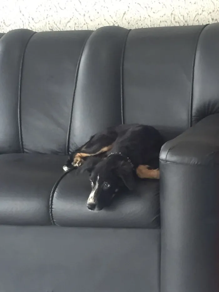 Cachorro ra a indefinida idade 7 a 11 meses nome shakira