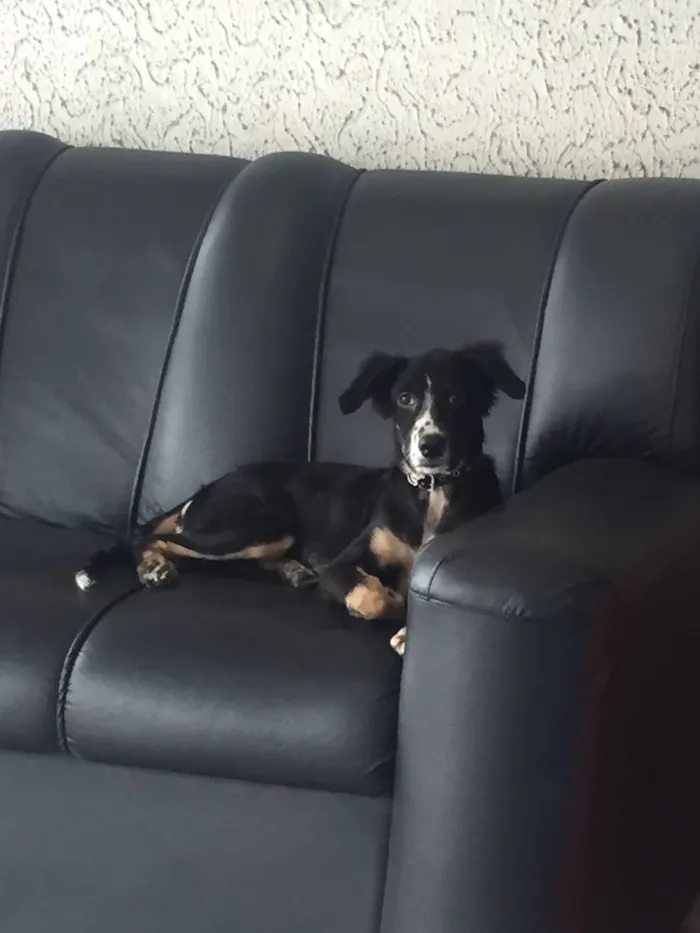 Cachorro ra a indefinida idade 7 a 11 meses nome shakira