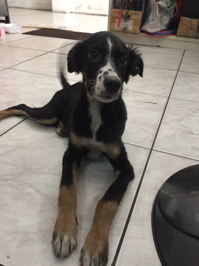 Cachorro ra a indefinida idade 7 a 11 meses nome shakira