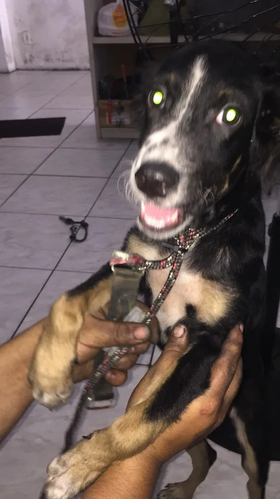 Cachorro ra a indefinida idade 7 a 11 meses nome shakira
