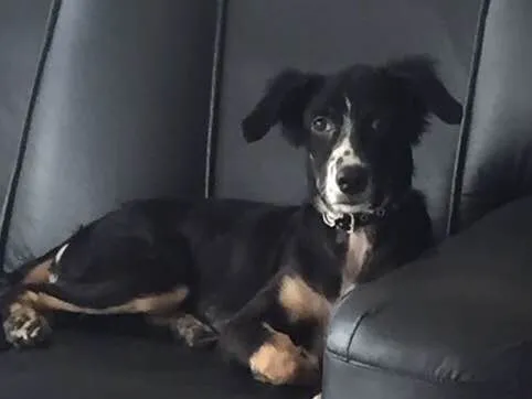 Cachorro ra a indefinida idade 7 a 11 meses nome shakira
