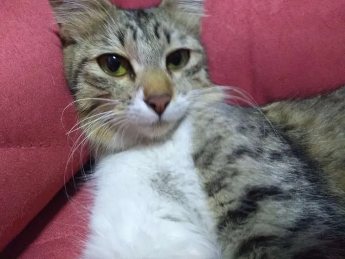 Gato ra a  idade 2 a 6 meses nome Linda