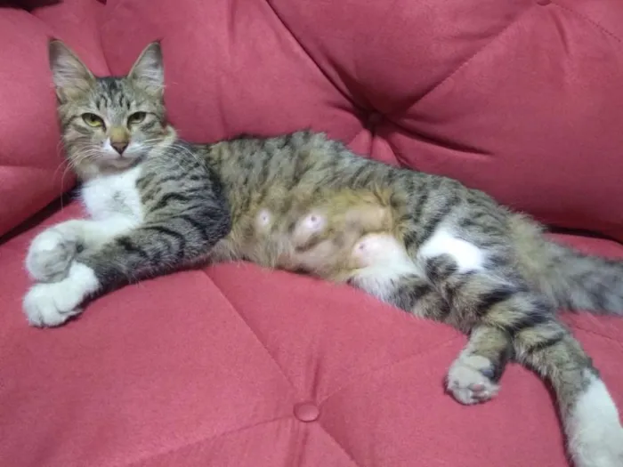 Gato ra a  idade 2 a 6 meses nome Linda