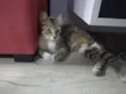 Linda